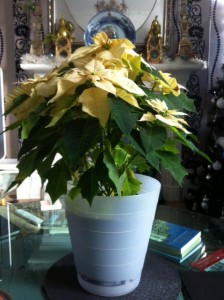 Cream poinsettia in lounge and dining room